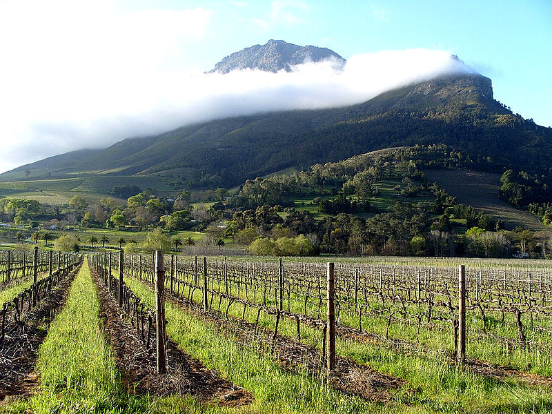 800px-Vignes_palissées_à_Stellenbosch