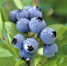 Blue berry 3